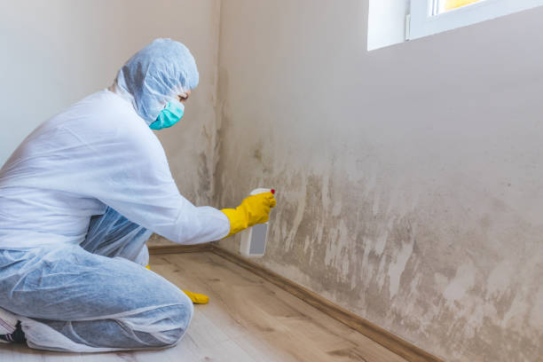 Best Basement Mold Removal  in Farmersville, CA