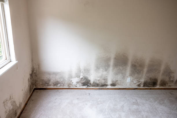 Best Attic Mold Removal  in Farmersville, CA