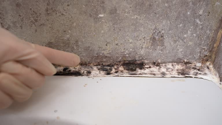 Best Mold Documentation for Insurance Claims  in Farmersville, CA