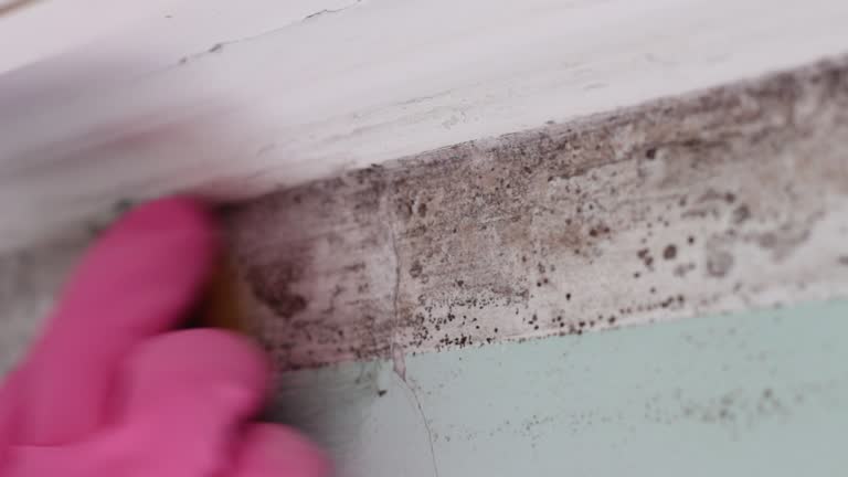 Best Comprehensive Air Testing for Mold Contaminants  in Farmersville, CA